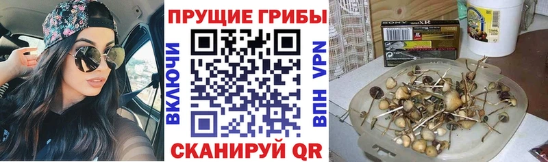 Купить где  Удачный  Псилоцибиновые грибы Psilocybine cubensis 